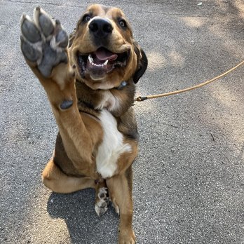 Invisible Fence Brand - Pup happy with Invisible Fence® in Dectur County, IN - Pet Services Near Me - Indianapolis, Indiana Invisible Fence Brand - Pup happy with Invisible Fence® in Dectur County, IN - Pet Services Near Me - Indianapolis, Indiana
