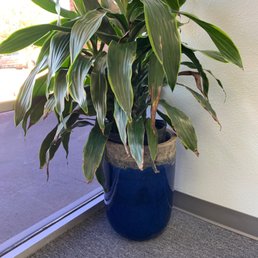 Love plant and pot