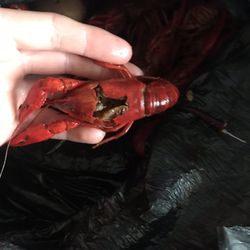 Krawdaddy's Crawfish 2 Go - Squishy shells