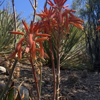 Boyce Thompson Arboretum - Botanical Gardens Near Me - Superior, Arizona Boyce Thompson Arboretum - Botanical Gardens Near Me - Superior, Arizona