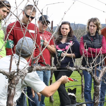 Six Sigma Winery - Pruning and Pastries event. - Wineries Near Me - Lower Lake, California