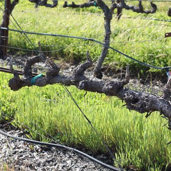 Vérité - Vine - Wineries Near Me - Healdsburg, California Vérité - Vine - Wineries Near Me - Healdsburg, California