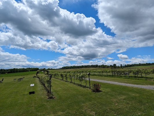 Hunt Country Vineyards by null