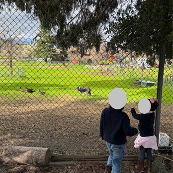 Forest Home Farms - Border collie herding ducks lol - Museums Near Me - San Ramon, California Forest Home Farms - Border collie herding ducks lol - Museums Near Me - San Ramon, California