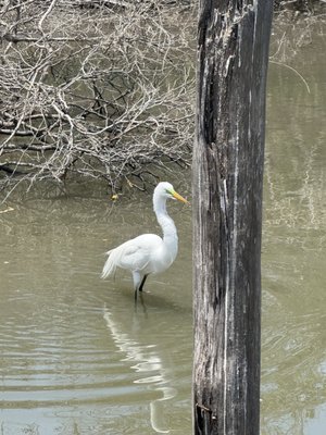 El Cora Crocodile Sanctuary by null