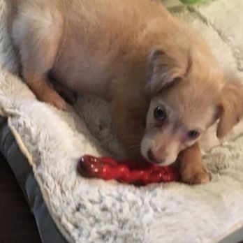 Malti Poo Pup - NOT A MALTIPOO!!! - Pet Breeders Near Me Malti Poo Pup - NOT A MALTIPOO!!! - Pet Breeders Near Me