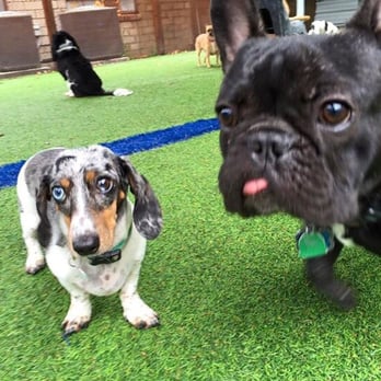 Smart Dog Dallas - Little dog area - Pet Training Near Me - Dallas, Texas Smart Dog Dallas - Little dog area - Pet Training Near Me - Dallas, Texas