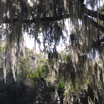 Airboat Adventures - Spanish moss - Boat Tours Near Me - Lafitte, Louisiana