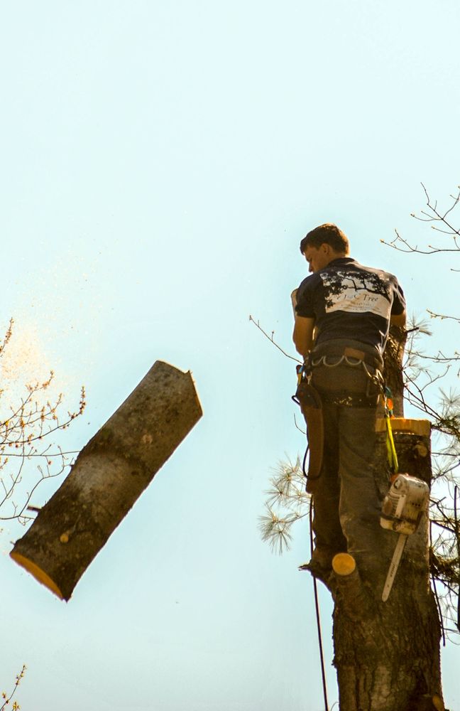J & C TREE SERVICE Updated September 2024 22 Photos 118 Mountain View Rd, Fryeburg, Maine