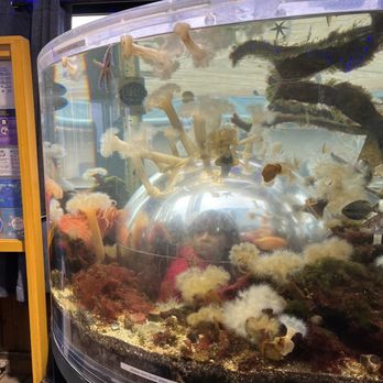 Marine Life Center - Aquariums Near Me - Bellingham, Washington Marine Life Center - Aquariums Near Me - Bellingham, Washington