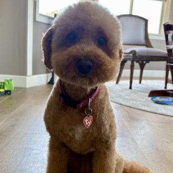 Petian - After groom - Pet Groomers Near Me - Fullerton, California Petian - After groom - Pet Groomers Near Me - Fullerton, California