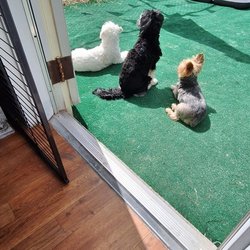 Envy Dogs Jax - Trio