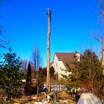 Top Tree Care - Tree Services Near Me - Waterford, Michigan Top Tree Care - Tree Services Near Me - Waterford, Michigan