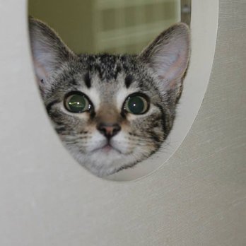Nevada Veterinary Clinic - Veterinarians Near Me - Nevada, Missouri