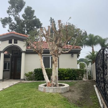 OC TREEWORX - After - Tree Services Near Me OC TREEWORX - After - Tree Services Near Me