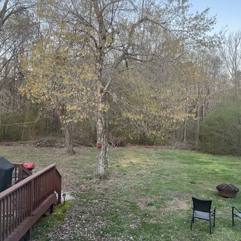 Murillo Tree Service - Before - Tree Services Near Me - Winchester, Virginia Murillo Tree Service - Before - Tree Services Near Me - Winchester, Virginia