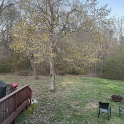 Murillo Tree Service - Before