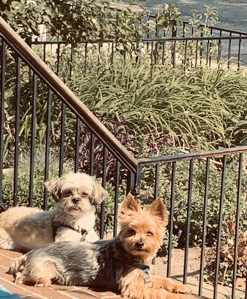 SCRUBADUB DOG 87 Photos & 61 Reviews 3500 Ash St, Baltimore