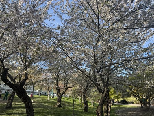 Japanese Garden by null