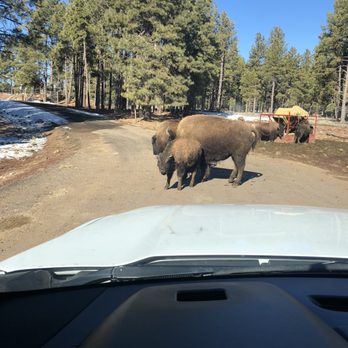 Bearizona - Bison - Zoos Near Me - Williams, Arizona Bearizona - Bison - Zoos Near Me - Williams, Arizona