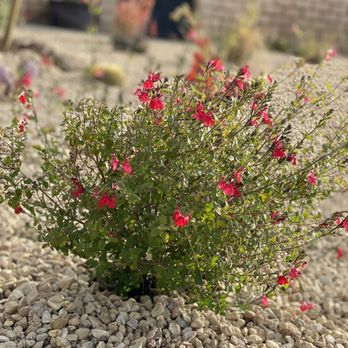 Moon Valley Nurseries - Drought tolerant plants - Tree Services Near Me - Chino, California Moon Valley Nurseries - Drought tolerant plants - Tree Services Near Me - Chino, California