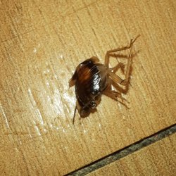 Red Roof Plus - We found roaches in 3 different rooms at this hotel.