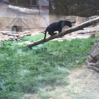 Bearizona - Jaguar...my favorite - Zoos Near Me - Williams, Arizona