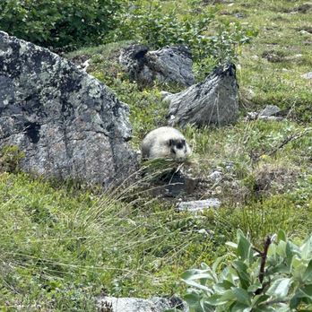Denali National Park - Hiking Near Me - Mckinley Park, Alaska