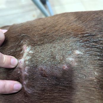 Bay Area Veterinary Care - About a week after the stitches, sores popped up and the area was warm to the touch and swollen. - Veterinarians Near Me - Gibsonton, Florida