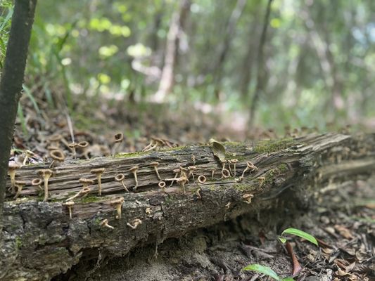 Lake Houston Wilderness Park by null