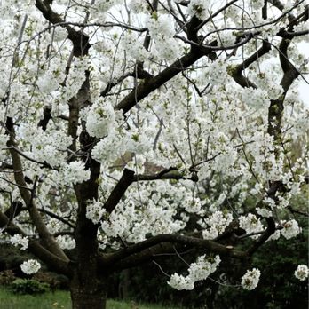 Somers Tree Service - Spring trimming! - Tree Services Near Me Somers Tree Service - Spring trimming! - Tree Services Near Me