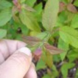 Reliable Tree Care - Salt Lake City Tree Care