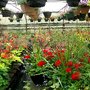 Photo of Haase's Greenhouse