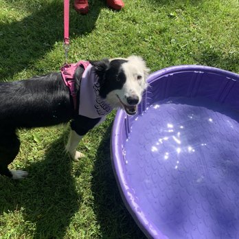 Doggie Dash - Community Service/Non-Profit Near Me - Sacramento, California Doggie Dash - Community Service/Non-Profit Near Me - Sacramento, California