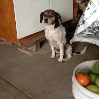 Otow Orchard - Dog may be grumpy, but it's got more personality than that - Fruits & Veggies Near Me - Granite Bay, California