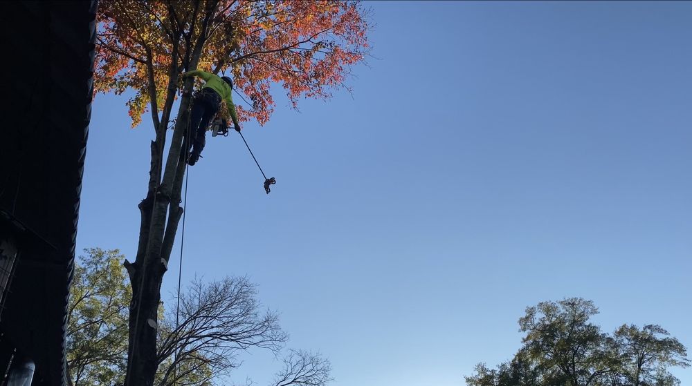 Green Machine - tree service in Raleigh, NC