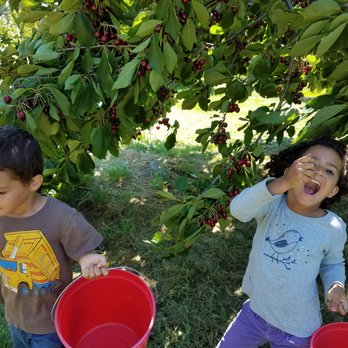 Hilda's Beautiful U-Pick - two children picking cherries from a tree - Fruits & Veggies Near Me - Hood River, Oregon Hilda's Beautiful U-Pick - two children picking cherries from a tree - Fruits & Veggies Near Me - Hood River, Oregon
