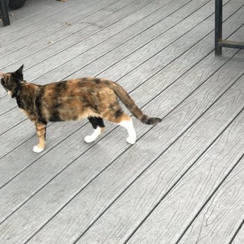 Gravely Brewing - Cats! - Breweries Near Me - Louisville, Kentucky