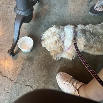 The State - They brought my dog water. - New American Near Me - Redlands, California