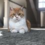 Photo of Furfect