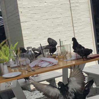 Down On Grayson - Pigeon Delight - New American Near Me - San Antonio, Texas Down On Grayson - Pigeon Delight - New American Near Me - San Antonio, Texas