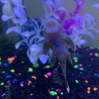 Bell Bird Farm - Golden Nugget Pleco - Pet Stores Near Me - Bell, California