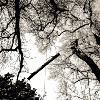 Tarzan the Treeman - Tree Services Near Me - Fairview, North Carolina