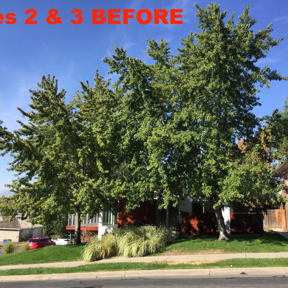 Utah Beaver Trees - Tree Services Near Me Utah Beaver Trees - Tree Services Near Me