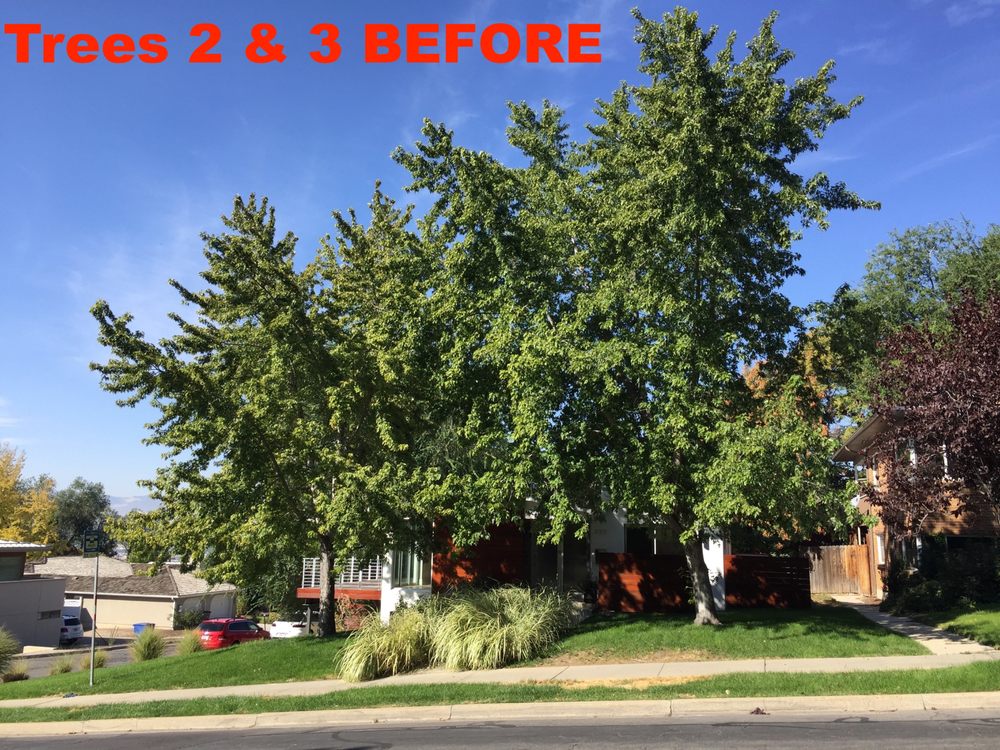 Utah Beaver Trees - tree service in Provo, UT