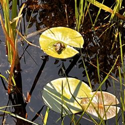 Pictured Rocks National Lakeshore - Frog on a lily pad