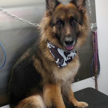 Rover Made Over - Pet Groomers Near Me Rover Made Over - Pet Groomers Near Me