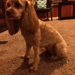 Spring Klein Pet Salon