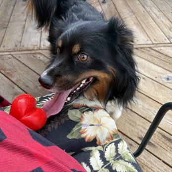 K9 Revolution - Pet Training Near Me - Westminster, Colorado K9 Revolution - Pet Training Near Me - Westminster, Colorado