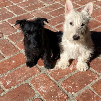 K9 Toddlers - Dog Behavior Training - Pet Training Near Me - Encino, California K9 Toddlers - Dog Behavior Training - Pet Training Near Me - Encino, California
